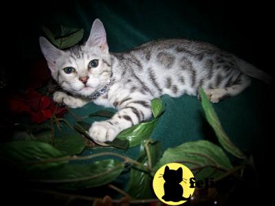 Bengal Kittens
