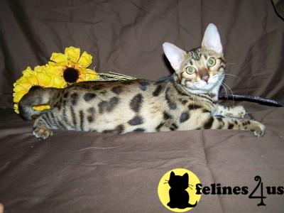 Bengal Kittens