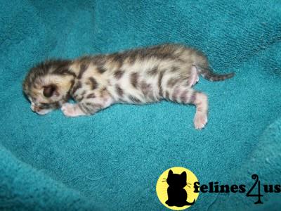 Bengal Kittens