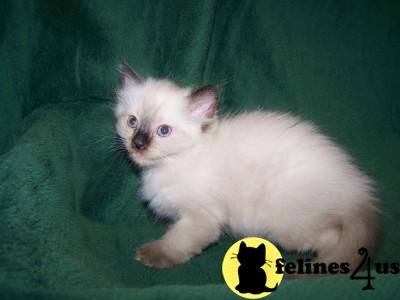 Ragdoll Kittens