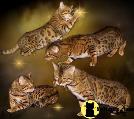 Cats for Sale