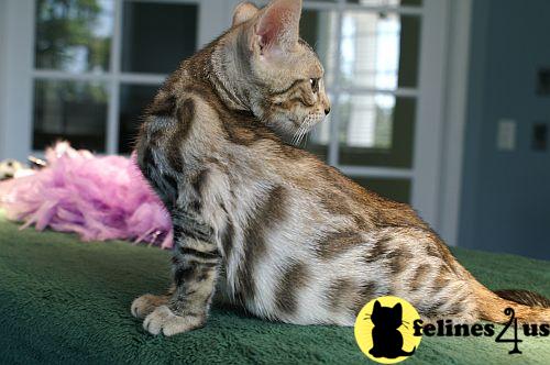 Bengal Kittens in Florida