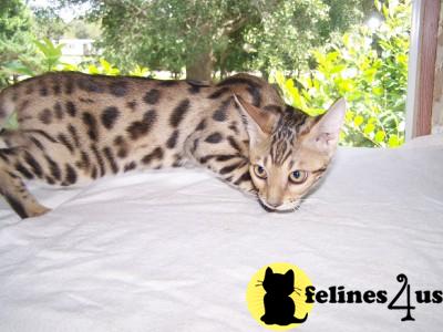 Bengal Kittens in Florida