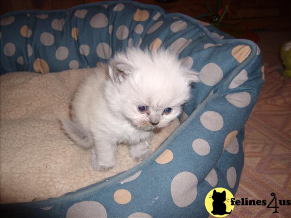 Kittens for Sale in New York