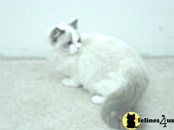 Ragdoll Kittens