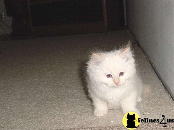 Ragdoll kittens T.I.C.A Registered