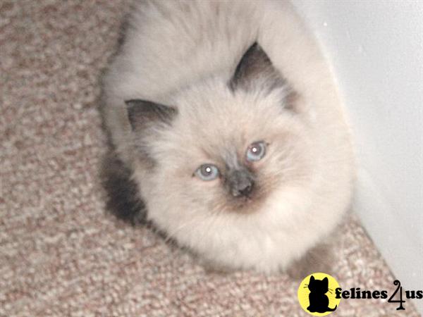 Ragdoll kittens T.I.C.A Registered