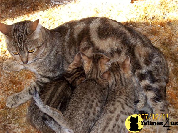 Kittens for Sale in California