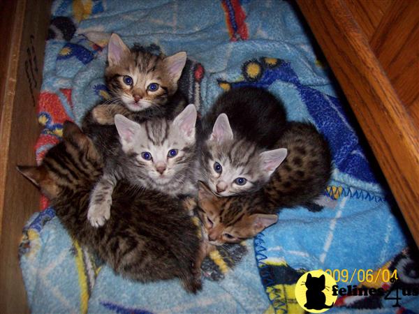 Bengal Kittens