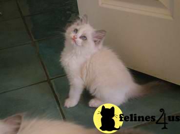 Ragdoll Kittens