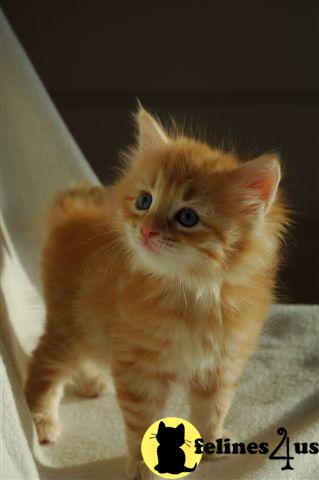 Siberian Kittens