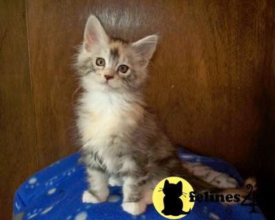 Kittens for Sale in Iowa
