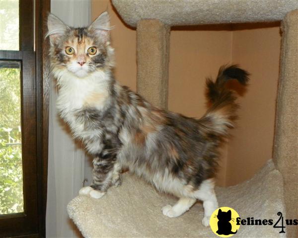Kittens for Sale in Iowa