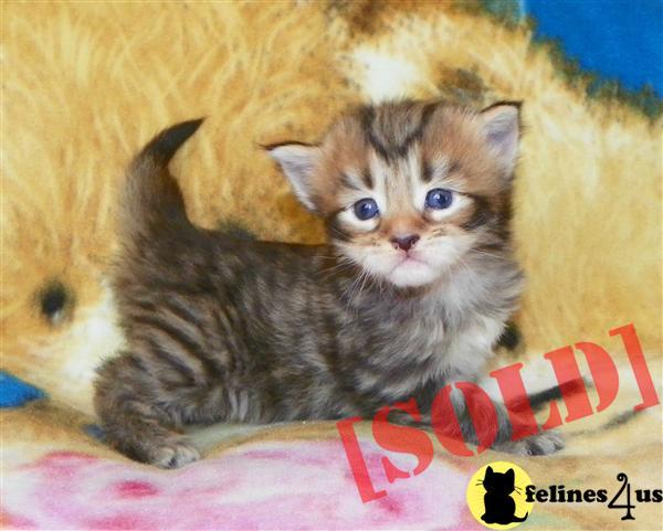 Maine Coon Kitten