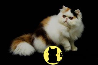Kittens for Sale