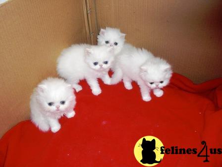 Kittens for Sale