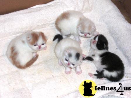 Kittens for Sale