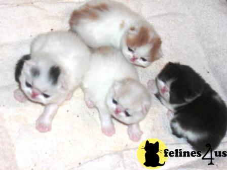 Kittens for Sale