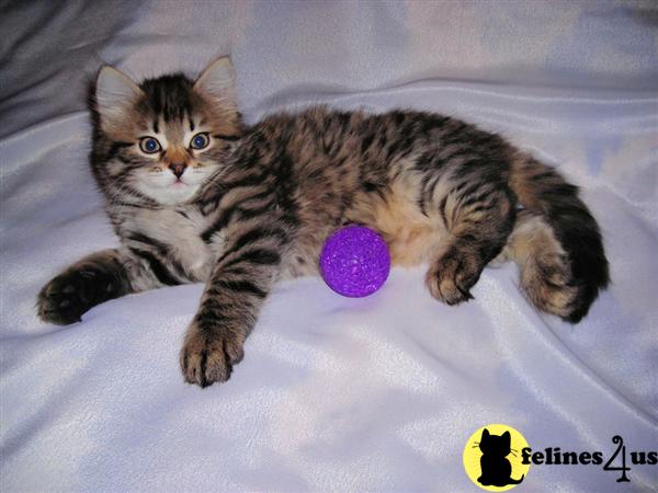 Siberian Kittens