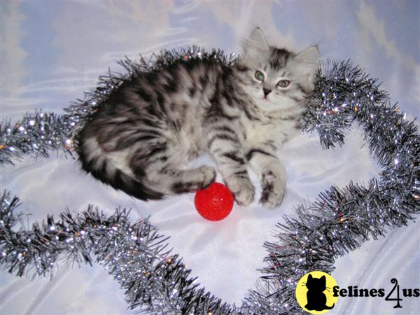 Siberian Kittens