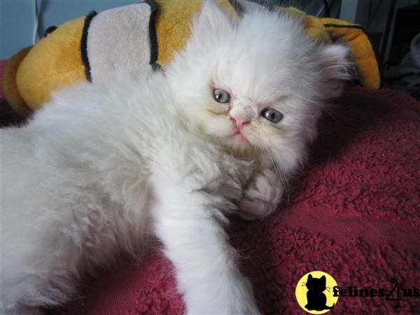 Kittens for Sale in New York