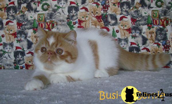 cute exotic shorthair kitten available