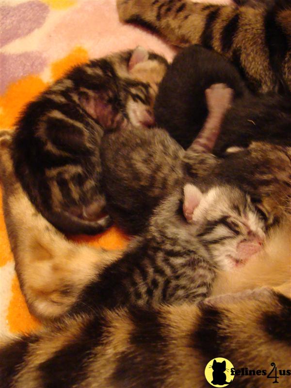 Bengal Kitten For Sale in Chicago