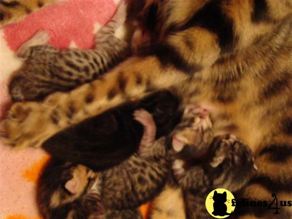 Bengal Kittens