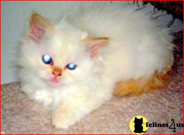 Persian Kittens
