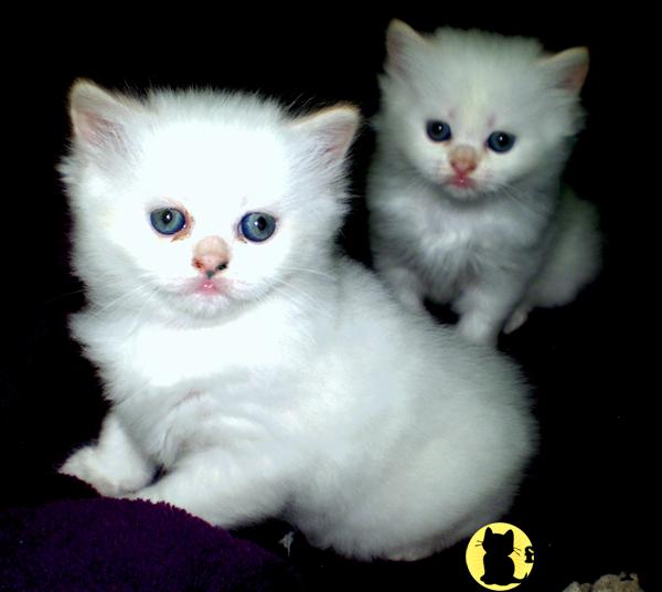 Persian Kittens