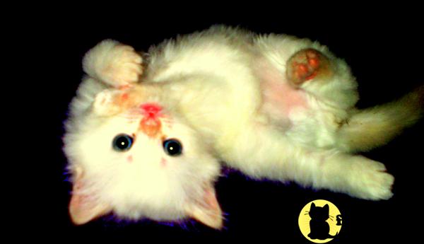 Kittens for Sale