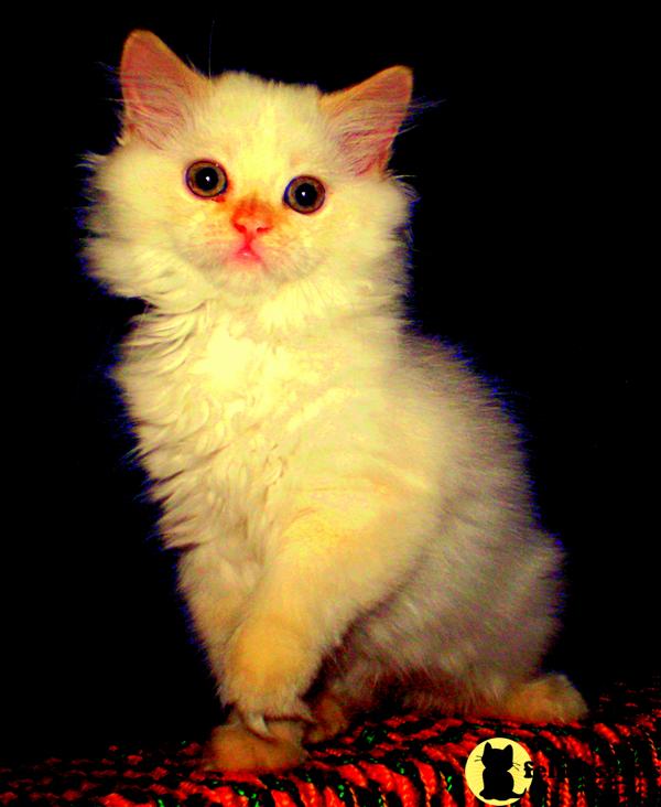 Kittens for Sale in Missouri