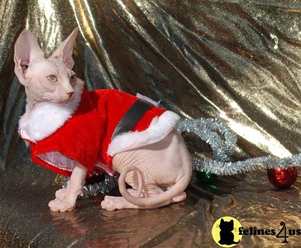 Kittens for Sale in Florida