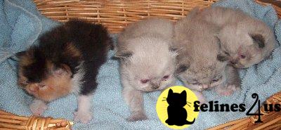 Persian Kittens