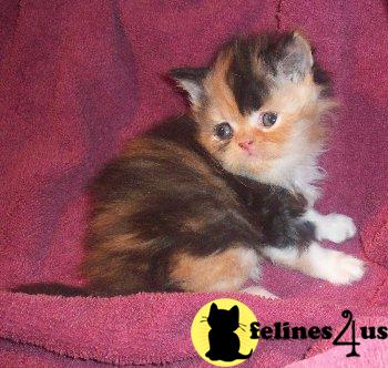 CFA Persian Kittens