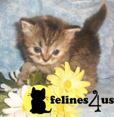 Persian Kittens in Texas
