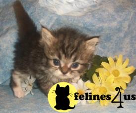 Persian Kittens in Texas