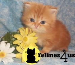 Persian Kittens in Texas