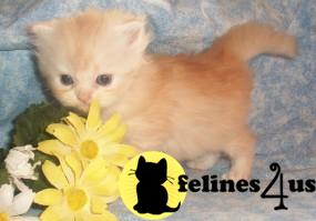 Persian Kittens in Texas