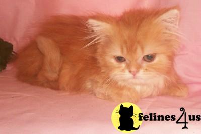 Kittens for Sale in Texas