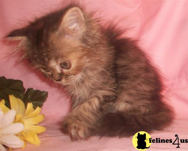 Kittens for Sale in Texas