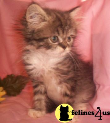 Kittens for Sale in Texas