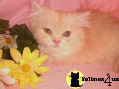 Kittens for Sale in Texas