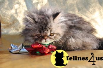 Kittens for Sale in Texas