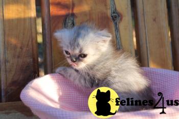 Kittens for Sale in Texas