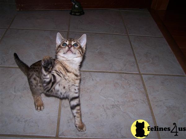 Bengal Kittens in Tennessee