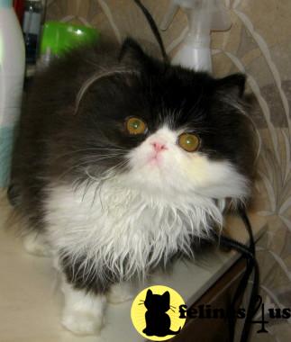 Persian Kittens