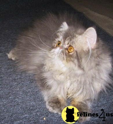 Persian Kittens