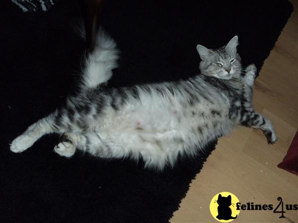 expectid kittens low inbreeding