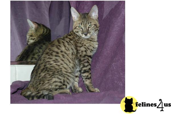 Kittens for Sale in Arizona